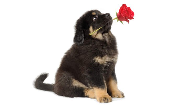 Rose in teeth tango (puppy)