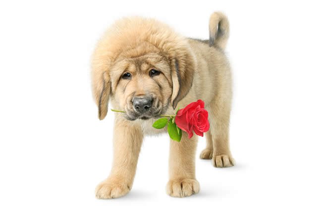Rose in teeth tango (puppy)